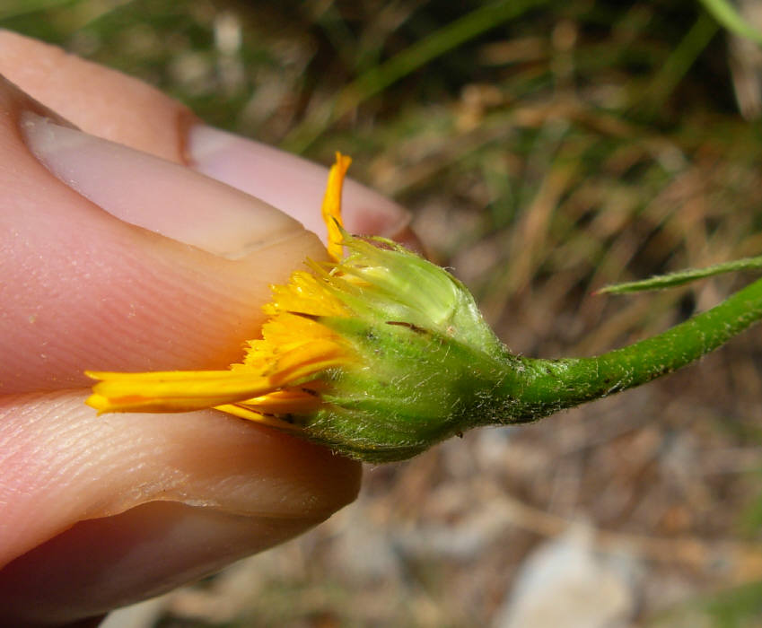 Buphthalmum salicifolium subsp. flexile / Asteroide salicina flessuosa